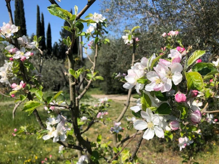 Вилла La Vigna Agriturismo Сиена Экстерьер фото